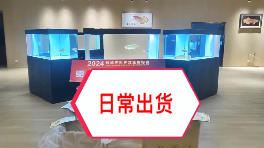 恭喜烏魯木齊代理王總@聚龍閣漁業(yè) 的萬(wàn)隆天王超冠F2“兇巴巴”小朋友喜獲小魚(yú)組亞軍。
大佬，請(qǐng)接魚(yú)??
#萬(wàn)隆天王紅龍 #龍魚(yú) #龍魚(yú)