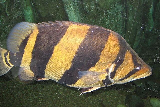 虎魚怎么會變黑色：虎魚為什么會變黑