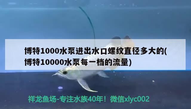 新到家的小虎魚 博特1000水泵進(jìn)出水口螺紋直徑多大的(博特10000水泵每一檔的流量) 博特水族 博特1000水泵進(jìn)出水口螺紋直徑多大的(博特10000水泵每一檔的流量) 博特1000水泵進(jìn)出水口螺紋直徑多大的(博特10000水泵每一檔的流量) 博特水族