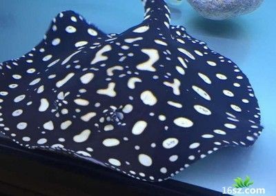 魟魚受傷了怎么治：魟魚受傷了怎么治療