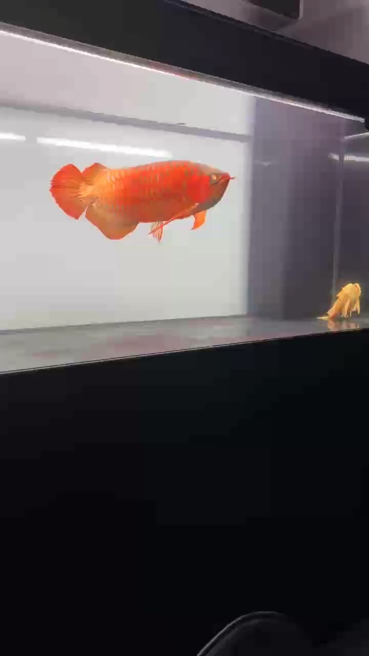 周末刷缸