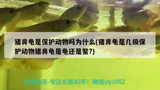 豬鼻龜是保護動物嗎為什么(豬鼻龜是幾級保護動物豬鼻龜是龜還是鱉?)