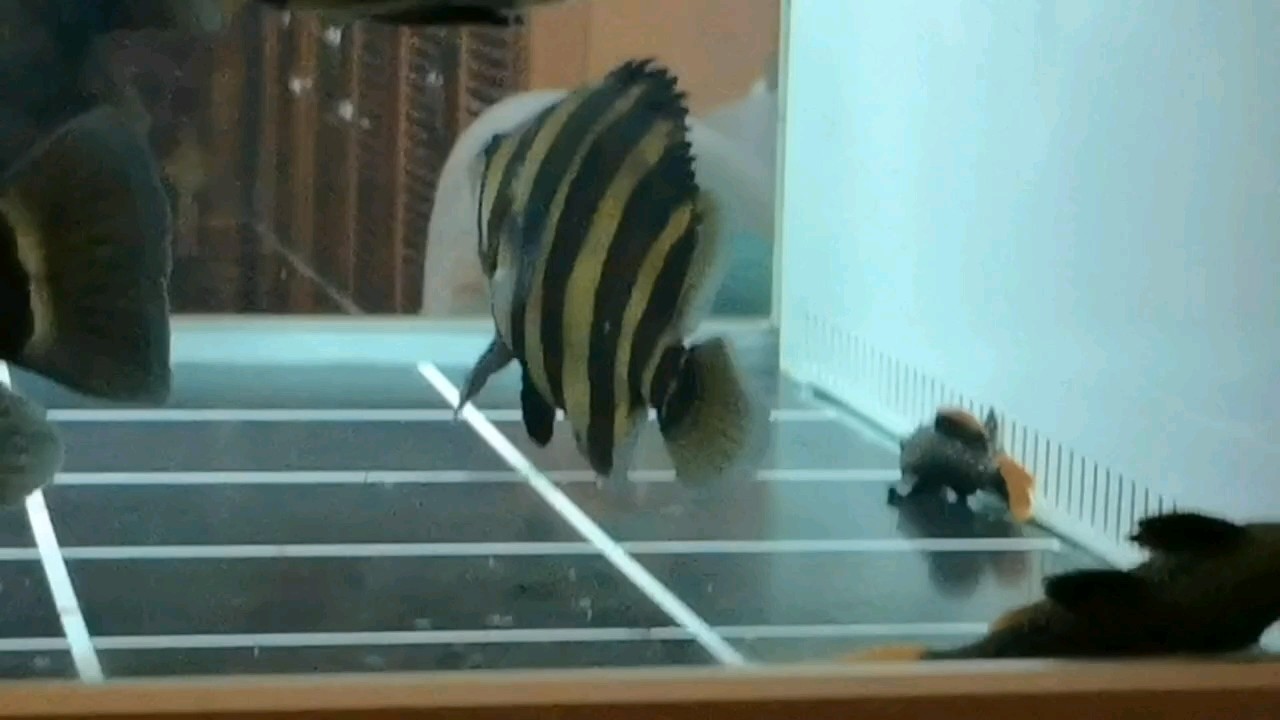 撿漏的一條小虎