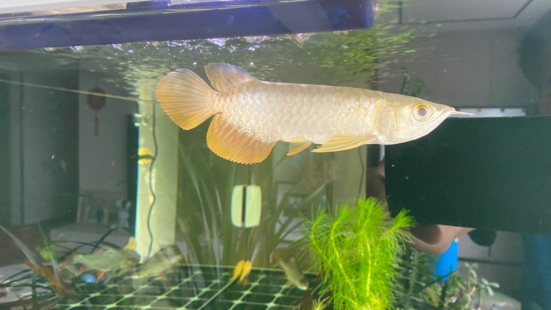 新入缸，狀態很好。20公分左右長的紅龍苗子。加里曼丹紅龍。