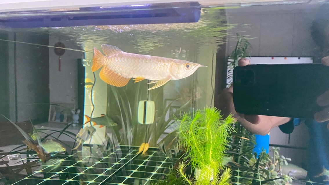 新迎小紅龍，坐飛機從廣州到銀川。狀態還挺