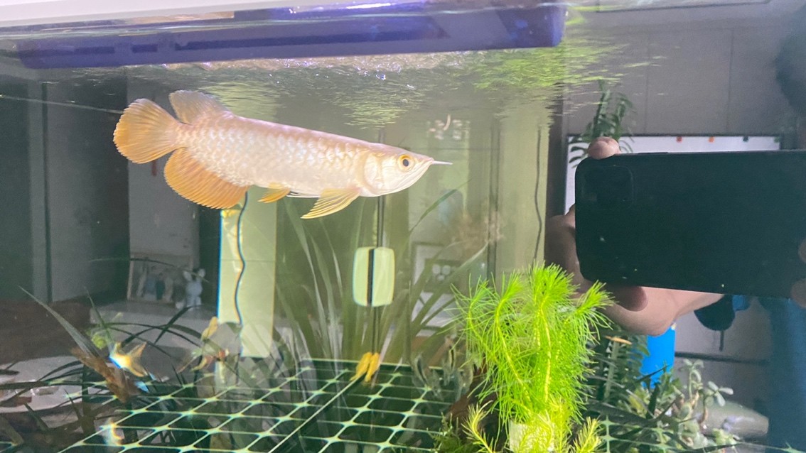 新迎小紅龍，坐飛機從廣州到銀川。狀態還挺