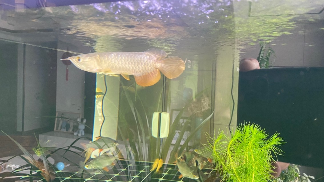 新迎小紅龍，坐飛機從廣州到銀川。狀態還挺