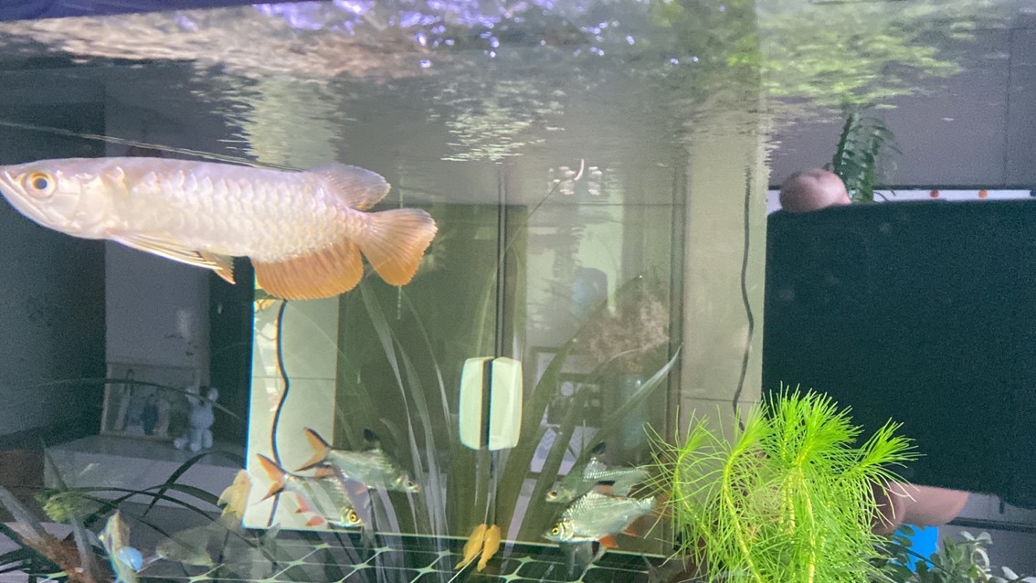 新迎小紅龍，坐飛機從廣州到銀川。狀態還挺