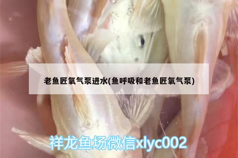 老魚匠氧氣泵進水(魚呼吸和老魚匠氧氣泵)