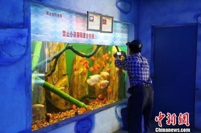 柳州水族館vs祥龍魚場（探討柳州水族館與祥龍魚場之間的差異，我們需要明確兩者的主要業務和特點）