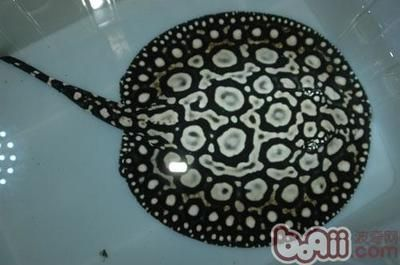 小缸養(yǎng)魟魚(yú)會(huì)怎么樣：小缸養(yǎng)魟魚(yú)會(huì)怎樣