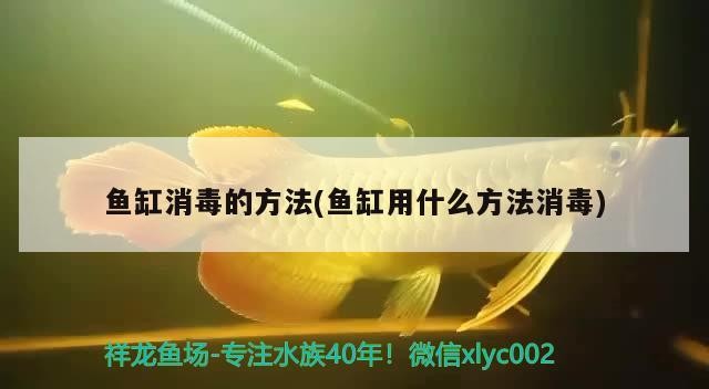 魚缸消毒的方法(魚缸用什么方法消毒)