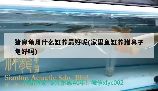鸚鵡魚和銀龍魚混養怎樣喂食 豬鼻龜用什么缸養最好呢(家里魚缸養豬鼻子龜好嗎) 豬鼻龜百科 豬鼻龜用什么缸養最好呢(家里魚缸養豬鼻子龜好嗎) 豬鼻龜用什么缸養最好呢(家里魚缸養豬鼻子龜好嗎) 豬鼻龜百科