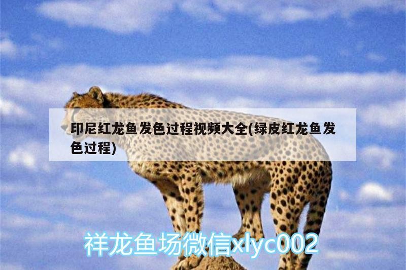 印尼紅龍魚發色過程視頻大全(綠皮紅龍魚發色過程)