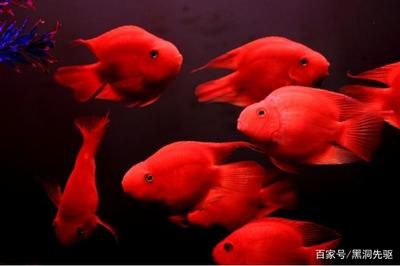 1.2米的魚缸能養多少條鸚鵡魚：1.2米的魚缸能養幾條鸚鵡魚