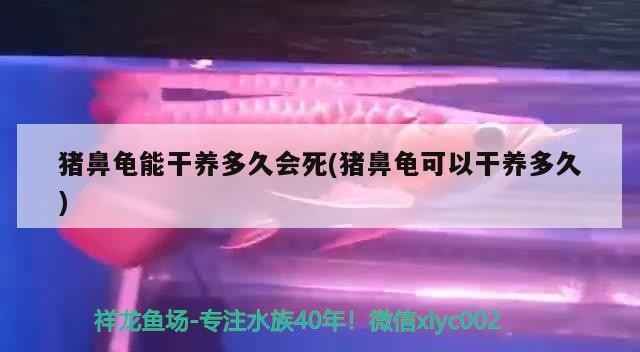 豬鼻龜能干養多久會死(豬鼻龜可以干養多久)