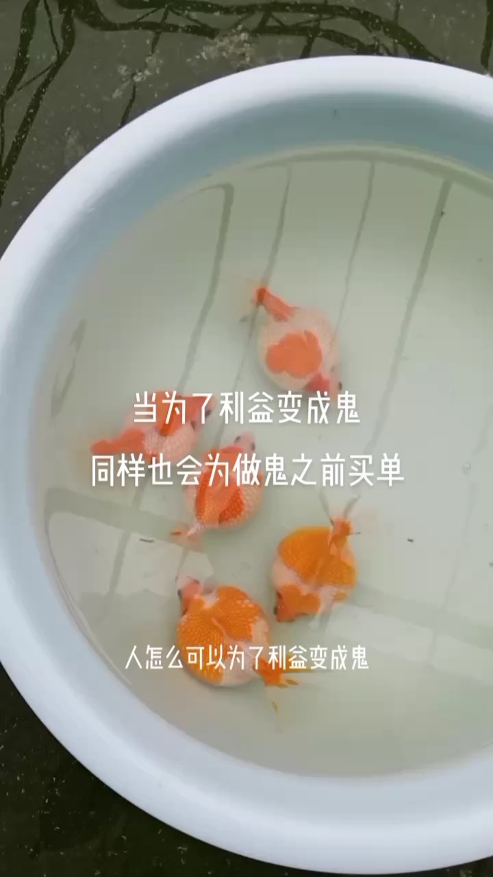 真誠對待每一位關(guān)心關(guān)注我的魚友