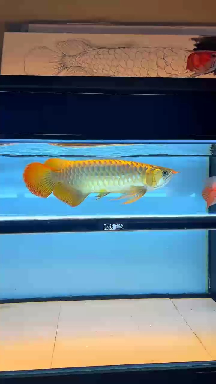好看的魚都不怕近拍！