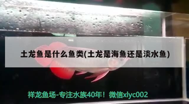 過背金龍魚發(fā)色階段圖片大全(金龍魚發(fā)色從什么部位開始)