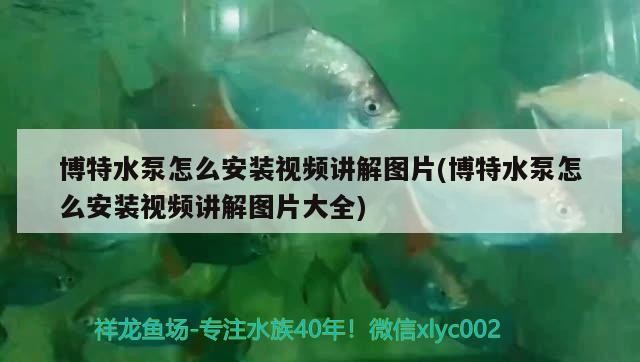 博特水泵怎么安裝視頻講解圖片(博特水泵怎么安裝視頻講解圖片大全)