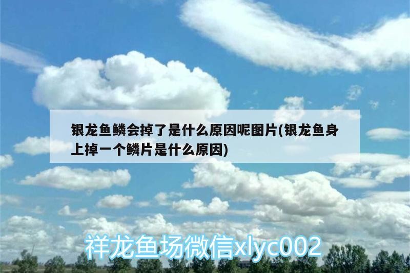 銀龍魚鱗會(huì)掉了是什么原因呢圖片(銀龍魚身上掉一個(gè)鱗片是什么原因)