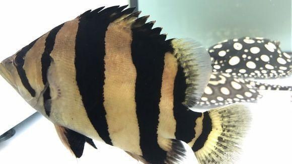 泰虎魚怎么養殖方法和技巧圖片：泰虎魚怎么養殖方法和技巧
