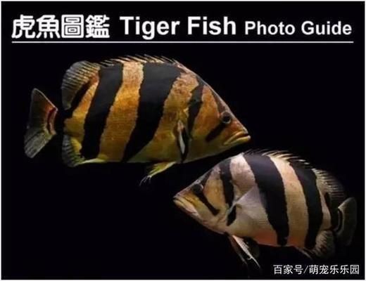 泰虎魚怎么養殖方法和技巧圖片：泰虎魚怎么養殖方法和技巧