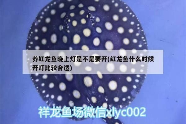 紅龍魚什么時候開燈比較合適：紅龍魚養(yǎng)殖紅龍魚每天開燈8小時開燈時間應(yīng)注意什么