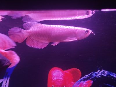 沈陽龍魚vs祥龍魚場（沈陽龍魚祥龍魚場）