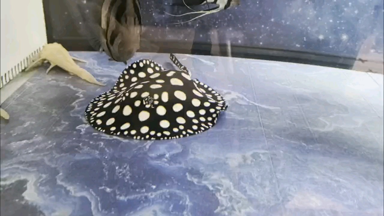 小辰和它的家人們