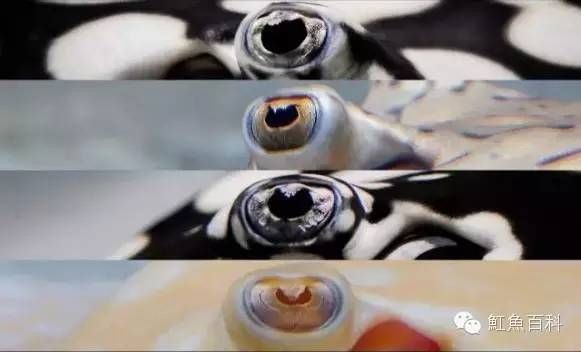 魟魚尾部鼓起：“魟魚尾部鼓起”可能有幾種原因