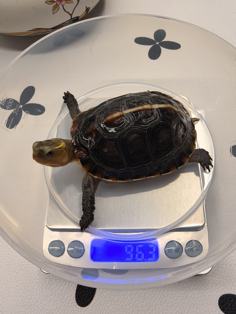 我的安緣龜（栓牢和栓牢家婆姨）