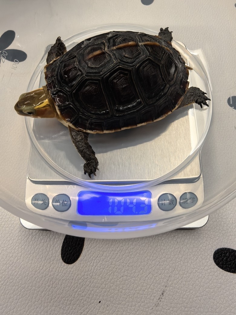 我的安緣龜（栓牢和栓牢家婆姨）