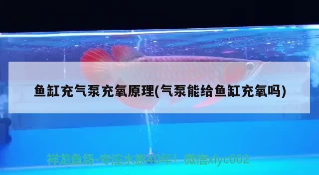 魚缸充氣泵充氧原理(氣泵能給魚缸充氧嗎)