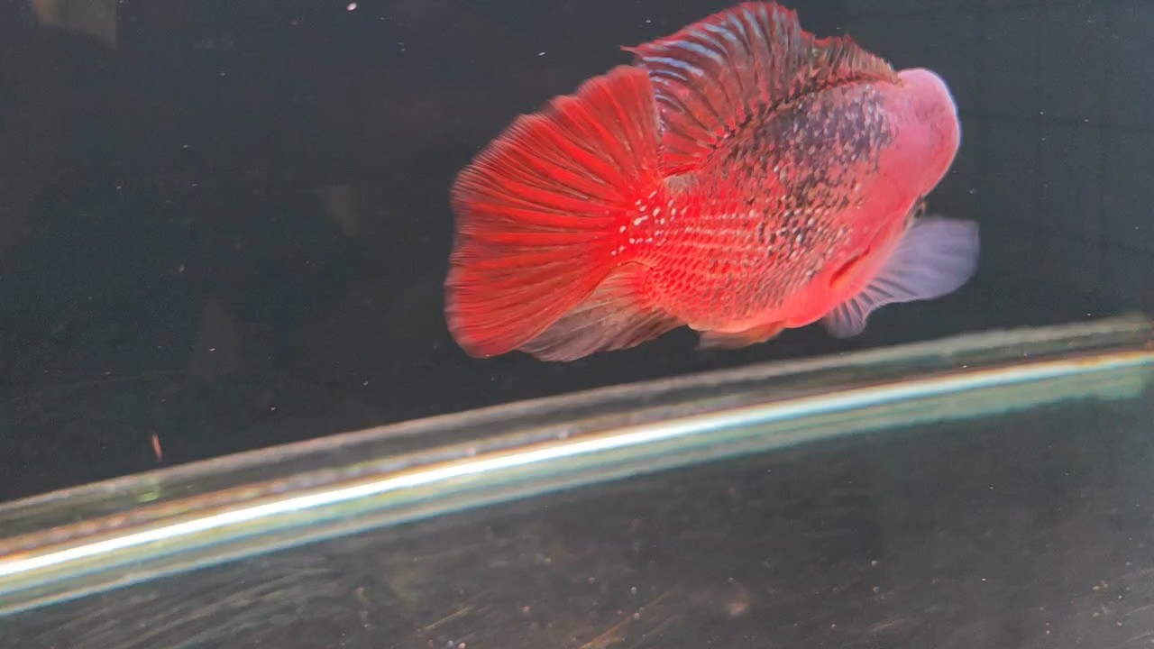 養魚真的靜心嗎
