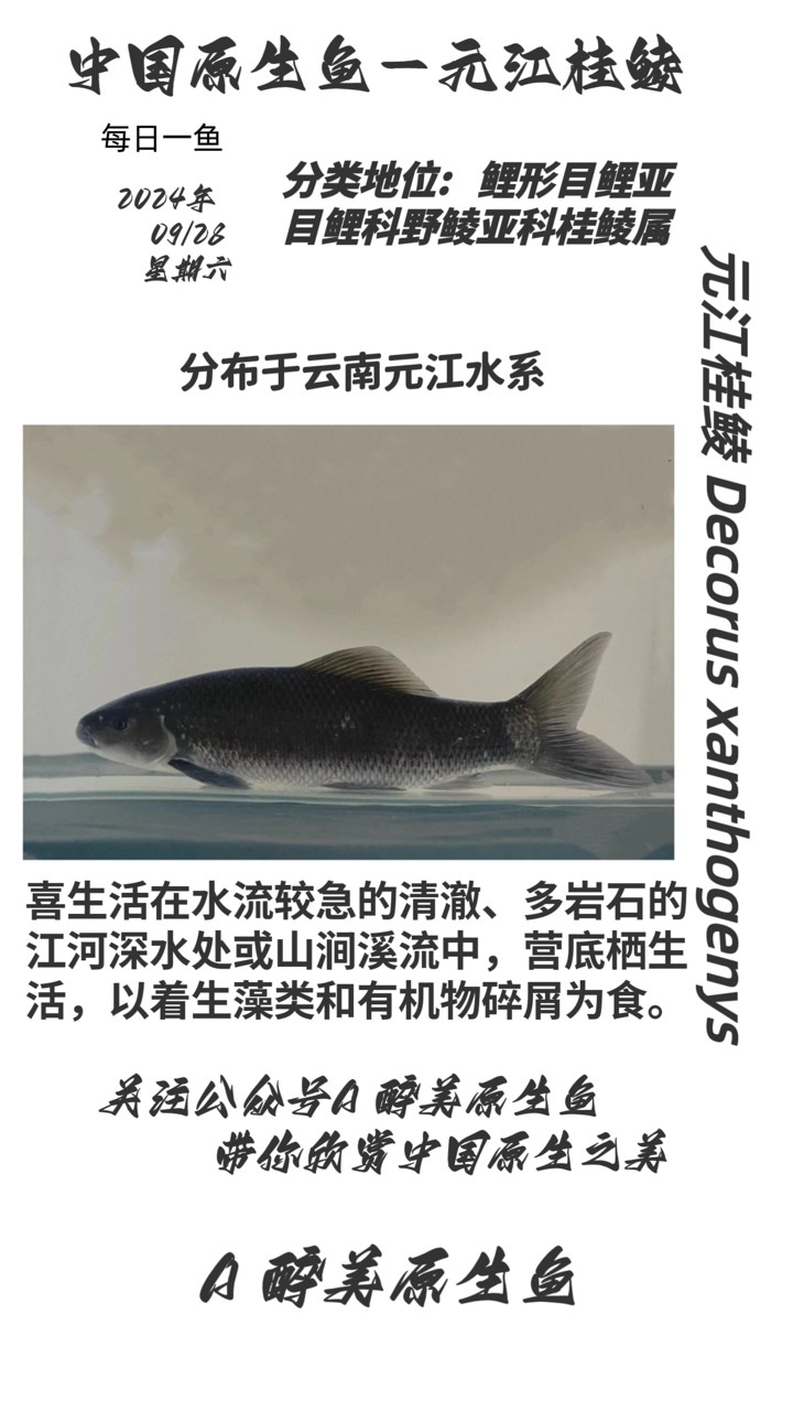 元江桂鯪