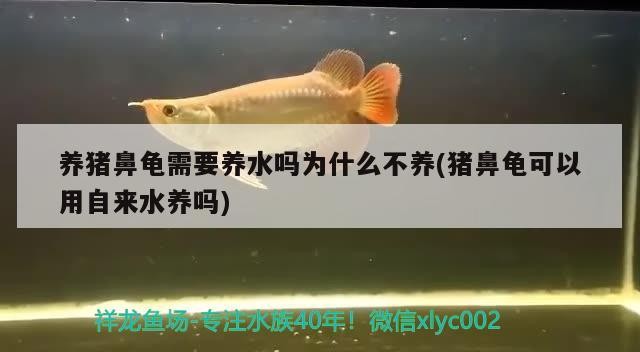 養豬鼻龜需要養水嗎為什么不養(豬鼻龜可以用自來水養嗎)