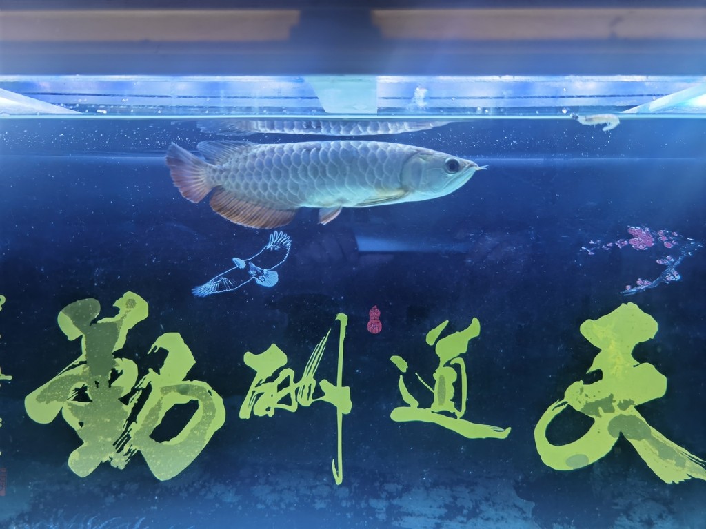 藍底過背嗎
