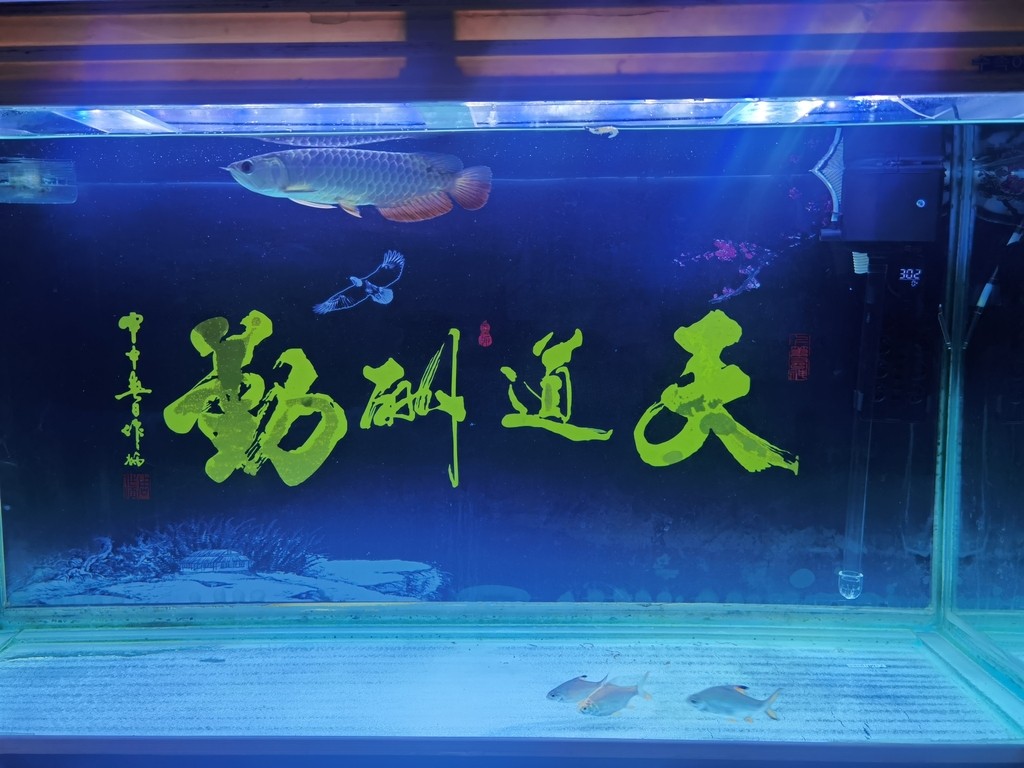 藍底過背嗎