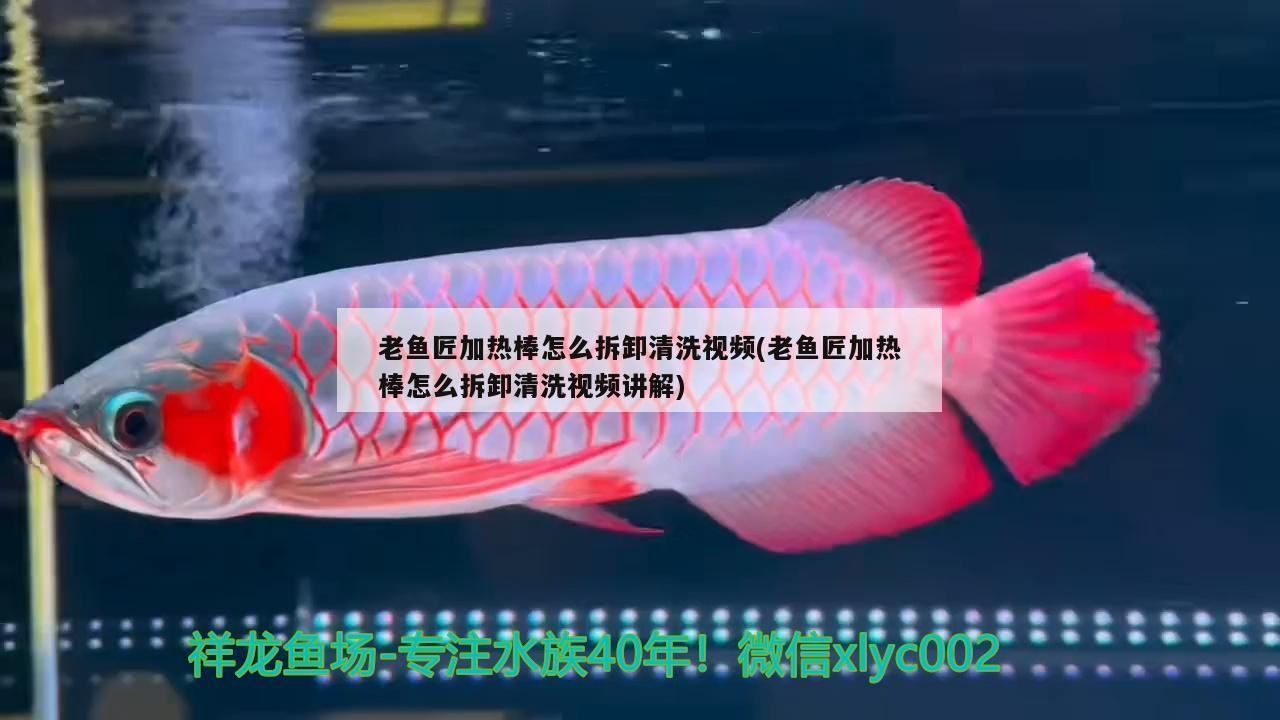 老魚匠加熱棒怎么拆卸清洗視頻(老魚匠加熱棒怎么拆卸清洗視頻講解)