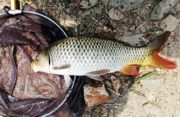 虎頭魚屬于什么檔次：虎頭魚屬于什么檔次的魚