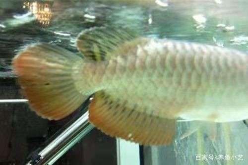 龍魚爛身病vs祥龍魚場：祥龍魚場的龍魚品種