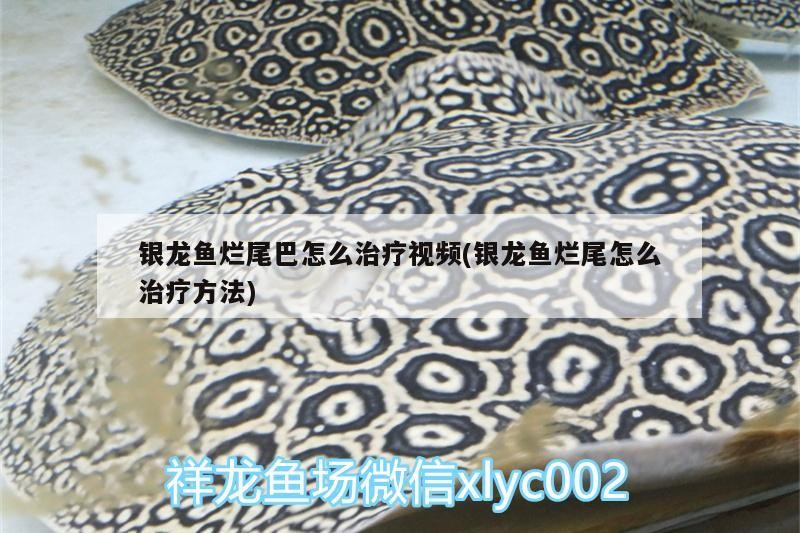銀龍魚爛尾巴怎么治療視頻(銀龍魚爛尾怎么治療方法)