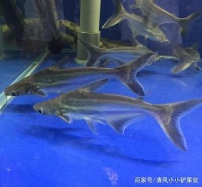 壺嘴不能朝外為什么：壺嘴為什么不能對著
