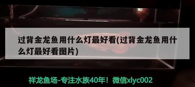 過背金龍魚用什么燈最好看(過背金龍魚用什么燈最好看圖片) 過背金龍魚用什么燈最好看(過背金龍魚用什么燈最好看圖片) 金龍魚百科