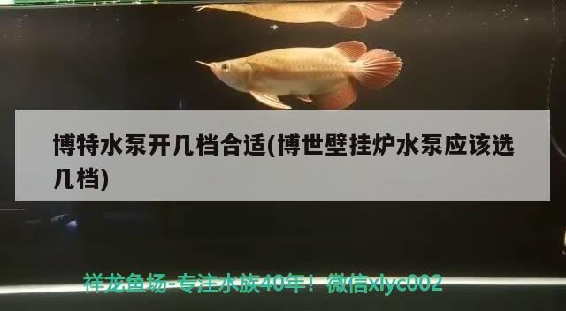 博特水泵開幾檔合適(博世壁掛爐水泵應該選幾檔) 博特水泵開幾檔合適(博世壁掛爐水泵應該選幾檔) 博特水族