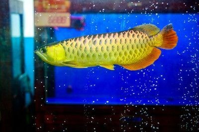 金龍魚炸鱗怎么造成的：金龍魚炸鱗怎么辦