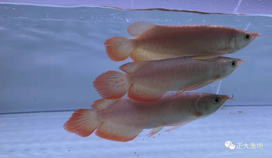 紅龍魚的繁殖過程：紅龍魚的繁殖機制及其繁殖過程