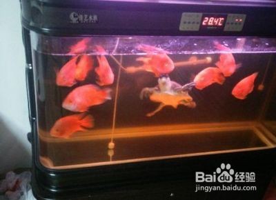 豬鼻龜可以和哪些小型魚一起養：豬鼻龜與什么魚混養好