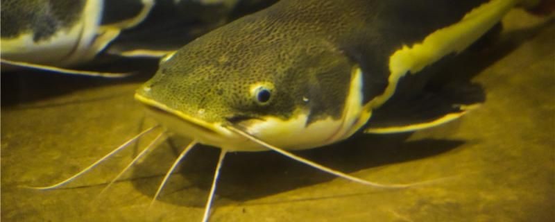 天冷了還能釣鯰魚嗎怎么釣